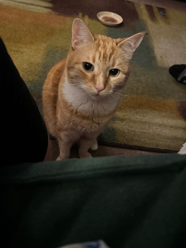 An orange cat with a white ruff sitting upright, ears sticking nearly straight up, with his attention focused toward the bottom of frame at an off-screen arm he plans to bites. In the background his dinner plate appears to be floating just above his head like a halo.