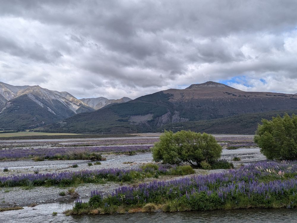 Cloudy sky with a little peak of blue, mountains that would be snowcapped in another season, a wide plain with braided rivers and masses of purple and a few yellow lupins and small trees growing on the braid bars.