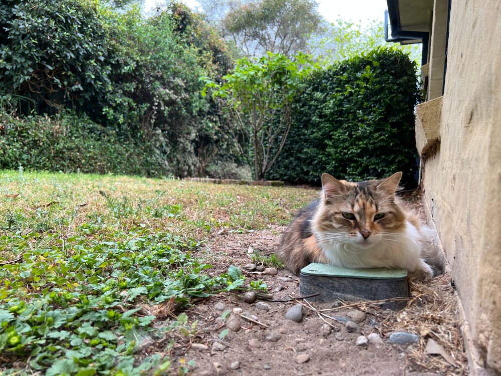 A 17 year old female cat sitting outside in the dirt. The sky is cloudy and the grass is damp due to the rain. It’s windy.