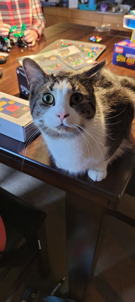 A cat looks at the camera while sitting in front of Lego pieces