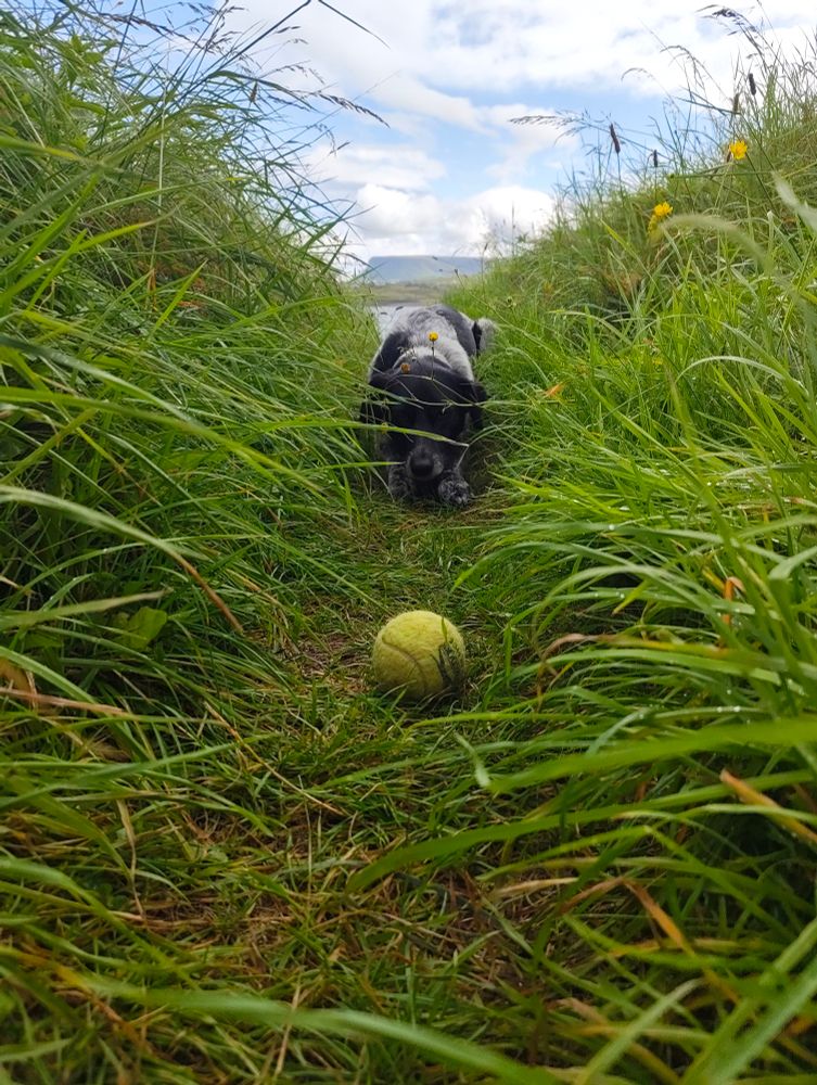 Dog watching ball in a grassy lane, Benbulben in the background