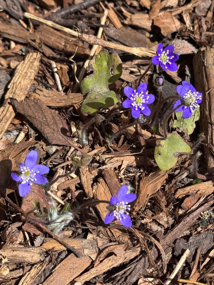 Miracle: a tiny patch of deep purple hepatica blooming in the unpredictable Calgary spring.