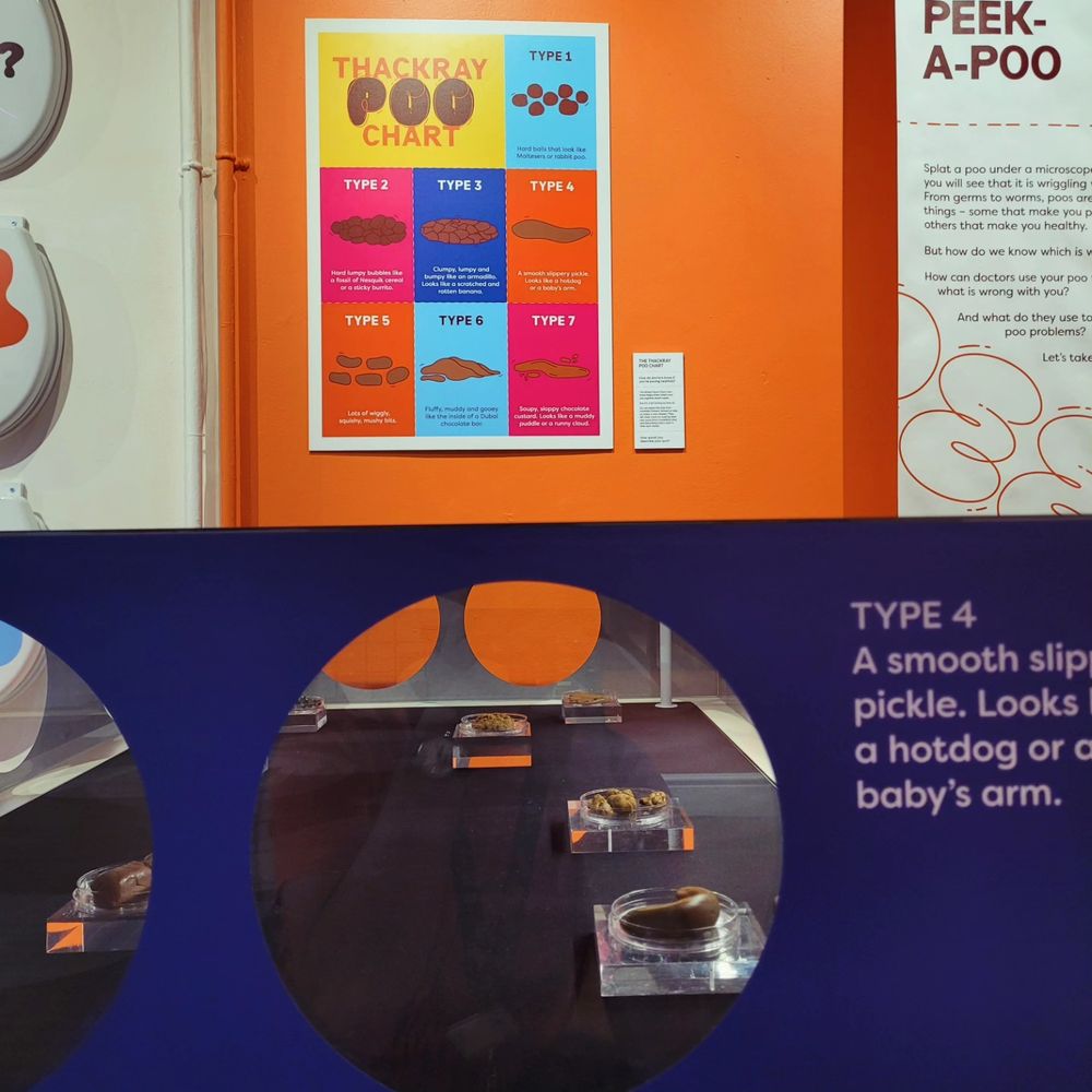 A museum display with a poster and objects in a glass case. A text panel reads "Peek-a-Poo". The case is made up of round peep holes through which different shapes of plasticine poo are displayed on perspex blocks. They are the different shapes of the Bristol Stool Chart, made and described by local school kids.

A Bristol Stool Chart type 4 is captioned "A smooth, slippery pickle. Looks like a hotdog or a baby's arm".