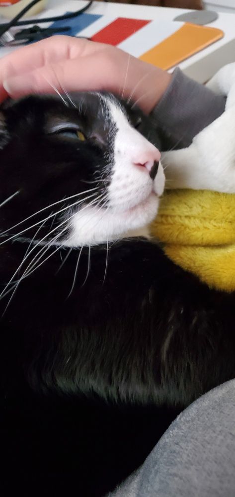 A photo of my cat Glitch, laying on my lap, face looks like a bunny.