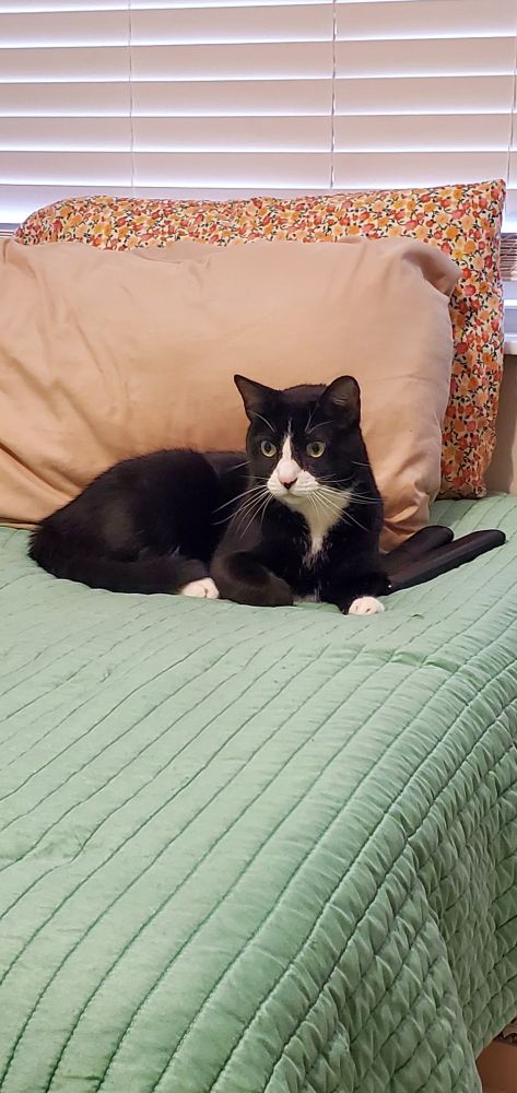 A photo of Glitch, a male tuxedo cat. He is laying in bed looking very handsome.