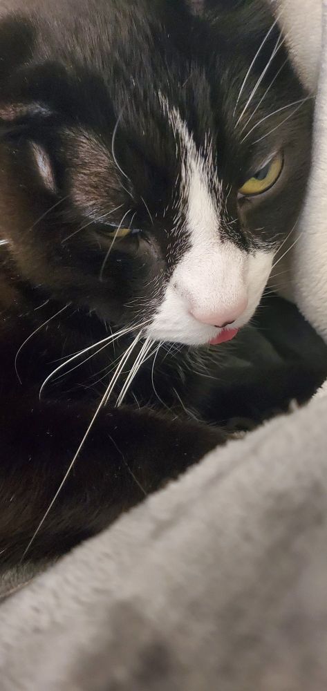 A photo of my cat Glitch, making the weirdest face because he's mad I woke him up.