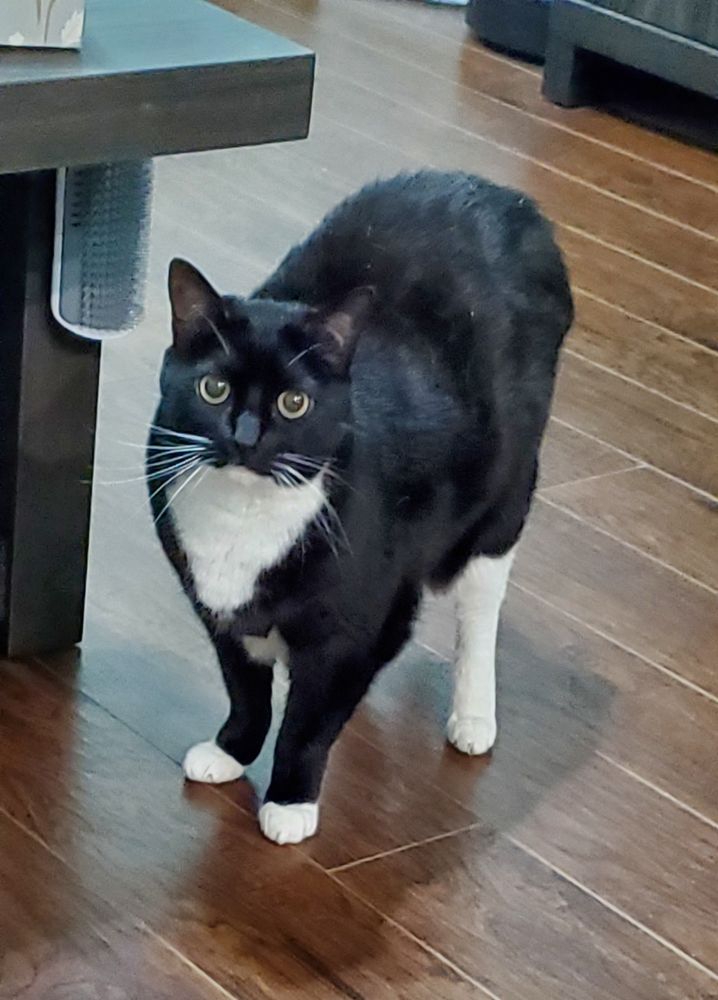 A photo of Munchkin, a female Tuxedo cat. She is 14 as of 2024 and very cute.