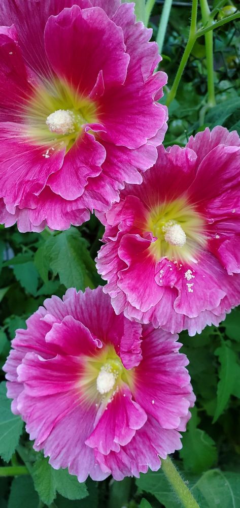 A close up photo of 3 pink Hollyhock flowers in bloom.
