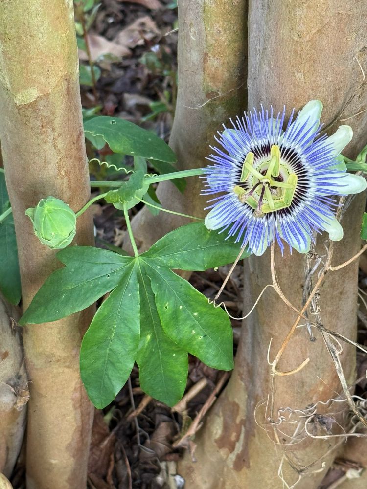 Weird looking passionflower with its purple spindles