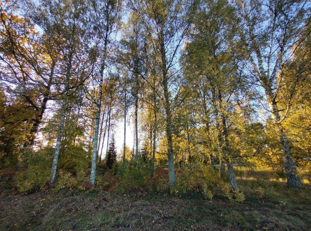 Höstträd