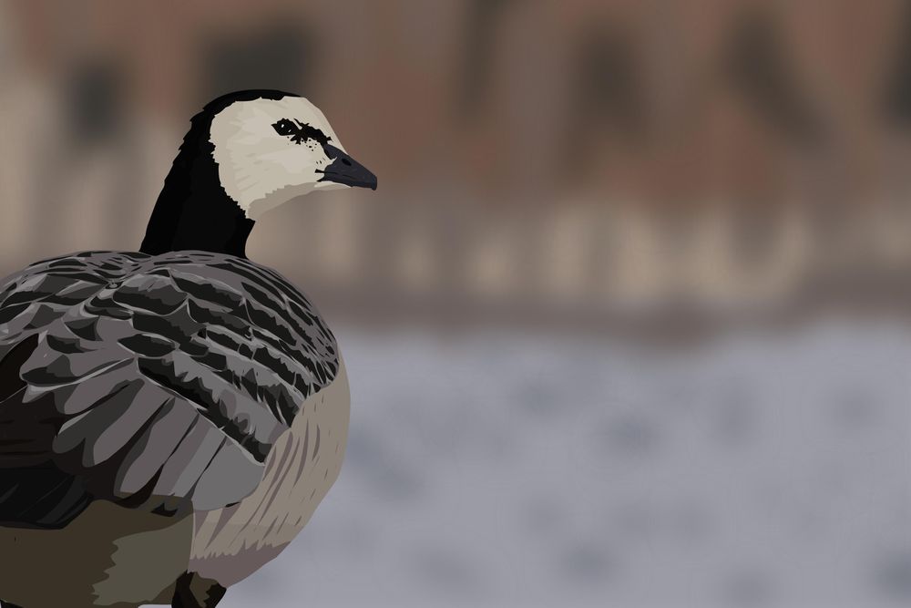 En digital illustration av en vitkindad gås. Gjord i Affinity Designer 2