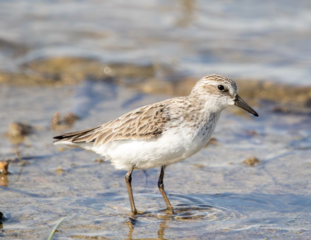 a semipalmated sandpiper wading in shallow water