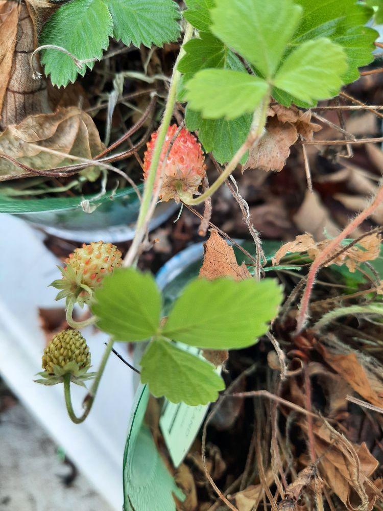 Optimistic Strawberry plant bearing 3 strawberries, blissfully unaware it is January and minus 2 to 3 Celsius at night! 