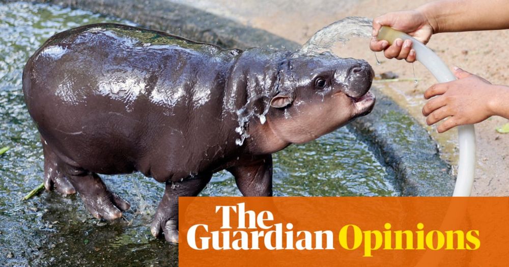 I loved pygmy hippos long before the world fell for Moo Deng | Natasha May