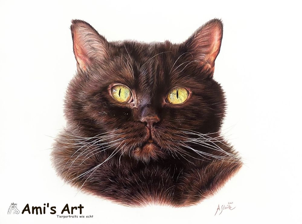 CAT portrait in coloured pencil 