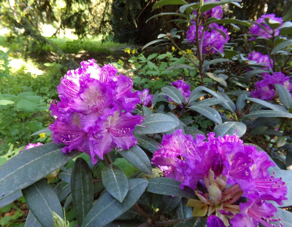 Close-up of purple rhododendron flowers, surrounded by dark green rhododendron leaves. In the background, more purple rhododendrons on the right and light green vegetation in a park on the left.