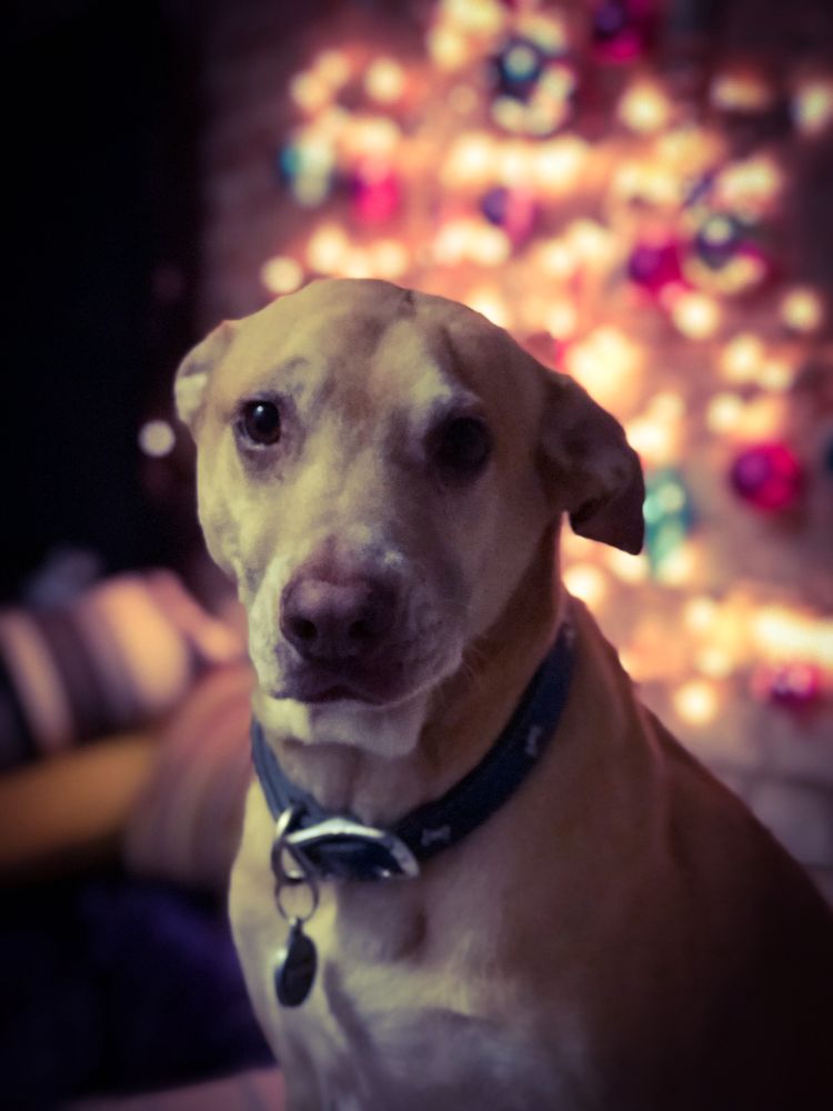 Photo of a very sweet mixed breed blonde dog with a blue collar, sitting very cutely in front of some Christmas lights in the background
