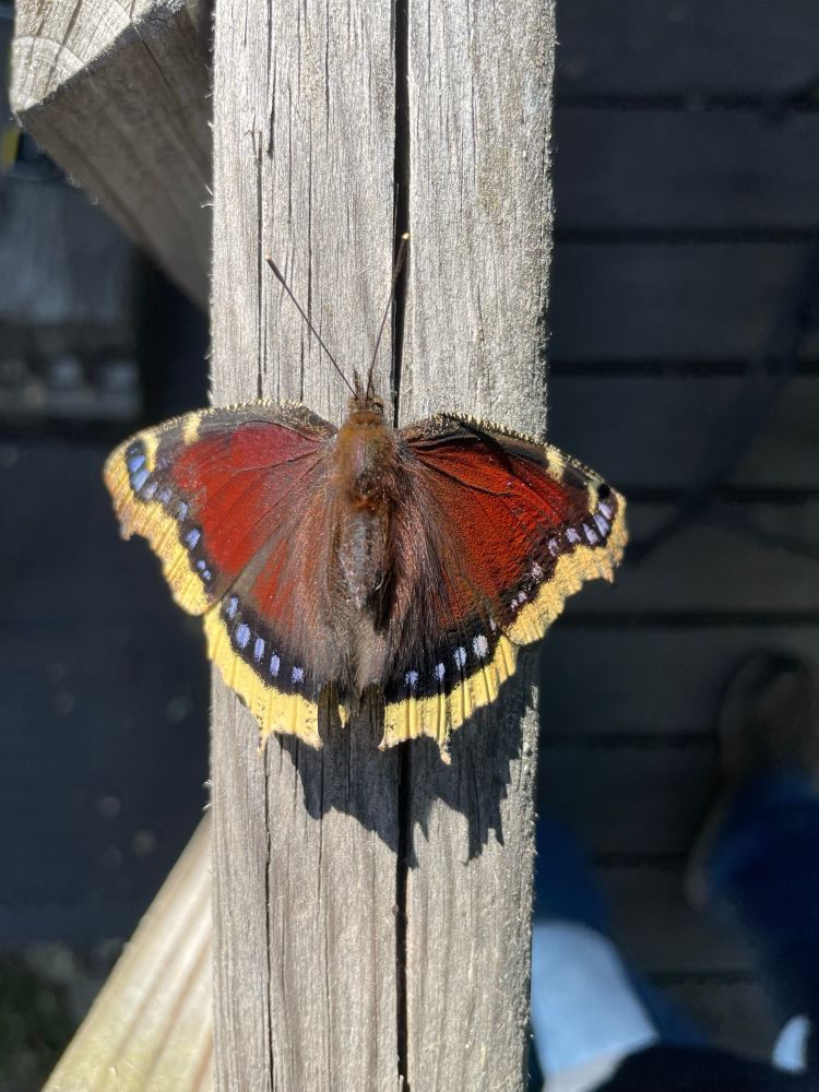 Mourning cloak butterfly 