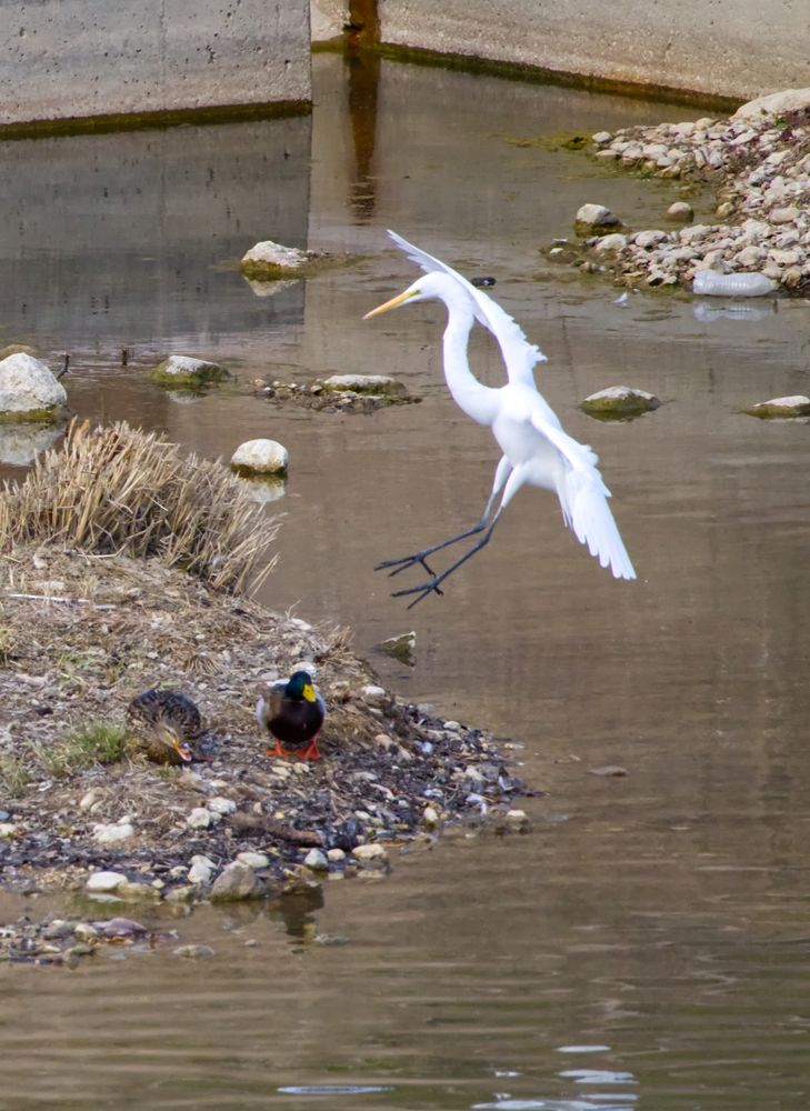 An egret coming into land on a small patch of rocky ground jutting out into the river.  A pair of ducks already occupy the spot, and the angle makes it seem as if the egret is about to swoop down and carry one away like a hawk.