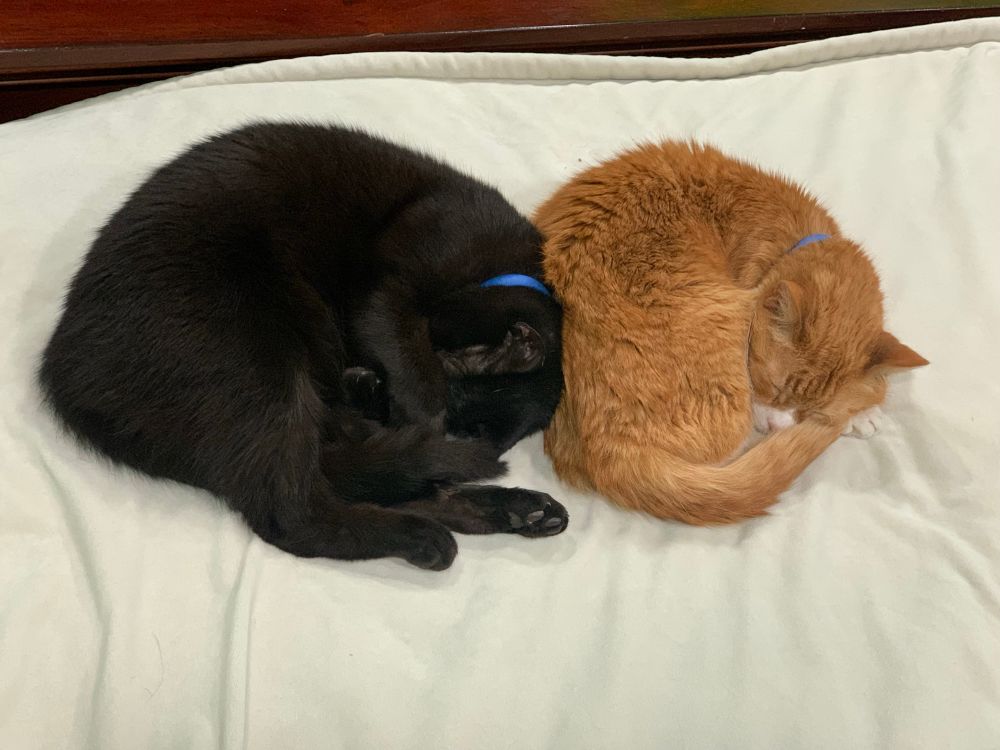 A black cat (Coal) and an orange cat (Sammy) sleeping together.
