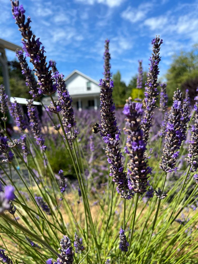 Fluffy bumblebee on fully bloomed lavender with a white farmhouse in the background