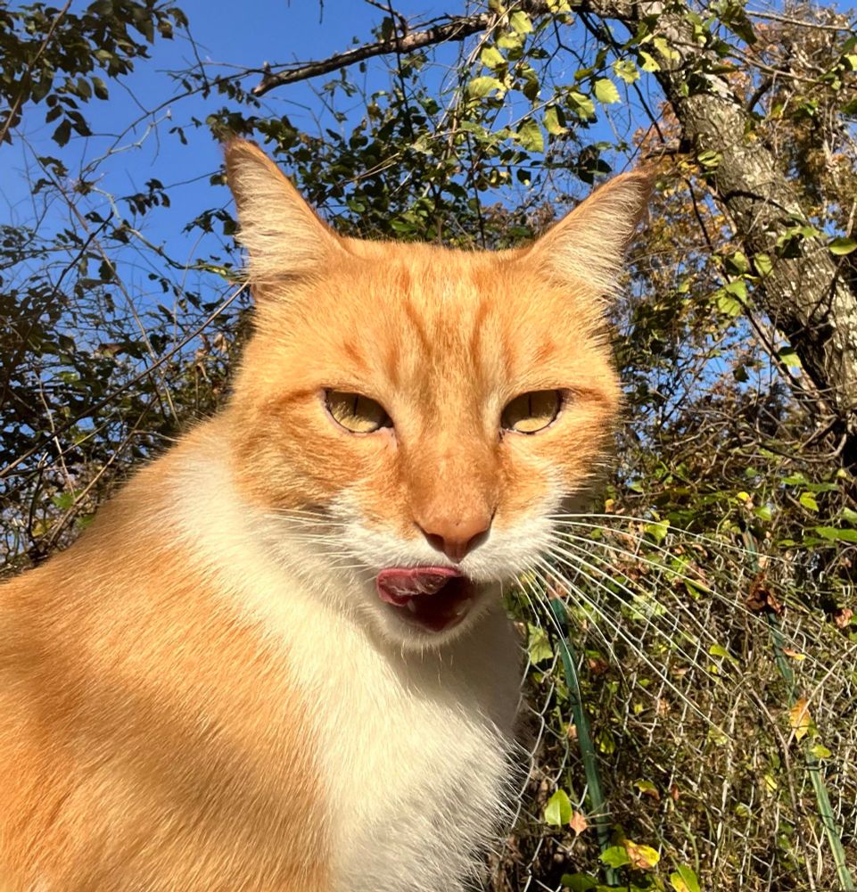 A handsome yellow & white tabby cat licking its upper lips. Green trees & bushes in the background. 