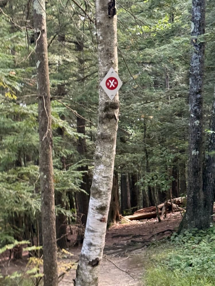 Photo of various trees along a path. The tree in the foreground has a sign that reads “sXn” over a red circle to mark directions. 