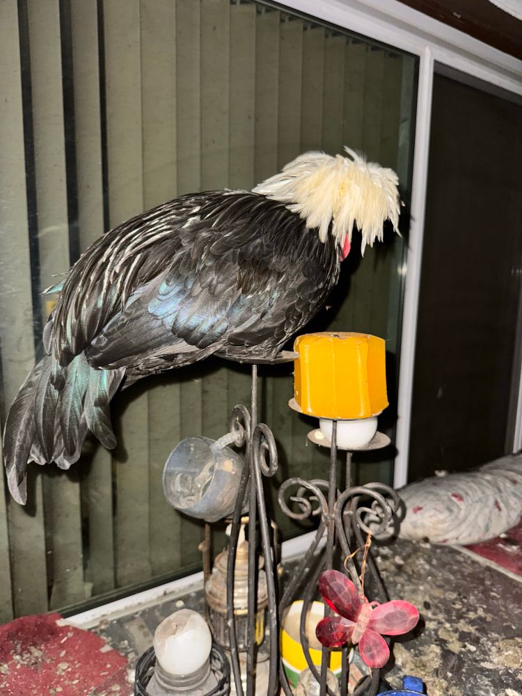 A black bodied white headed Polish chicken perches on a candle stand. 