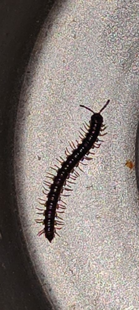 Cute little small centipede 