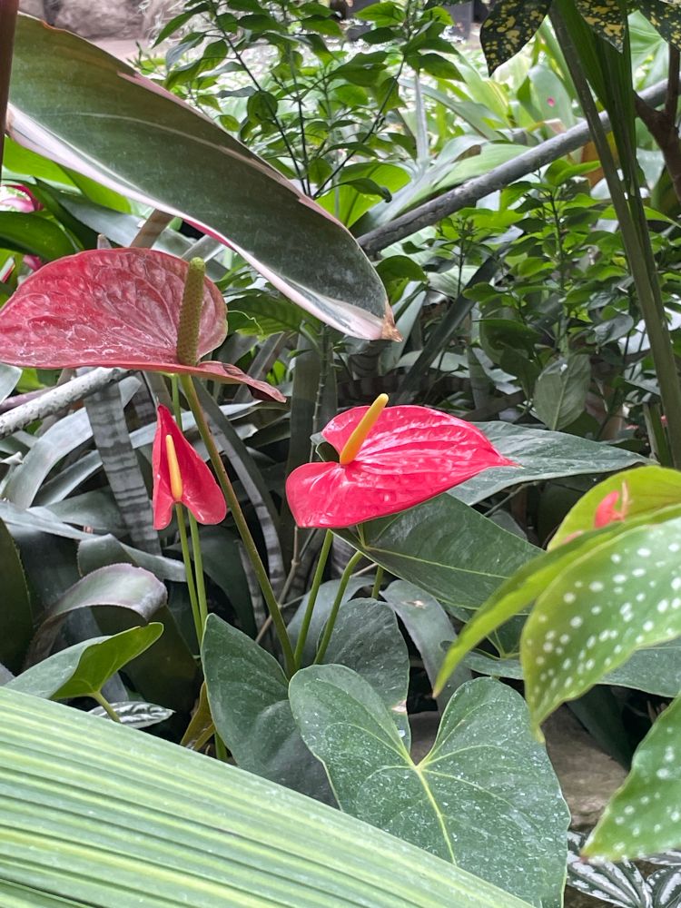 Bright pink peace lily flowers surrounded by greenery.