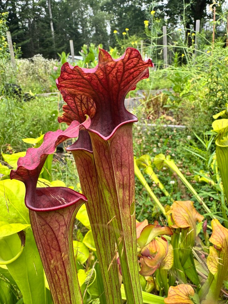 Sarracenia hybrid (‘conversation piece’, I think) with vermillion top and green base.