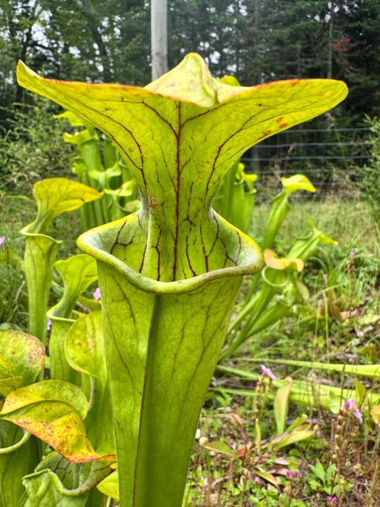 Close-up of the mouth of a Sarracenia flava pitcher.