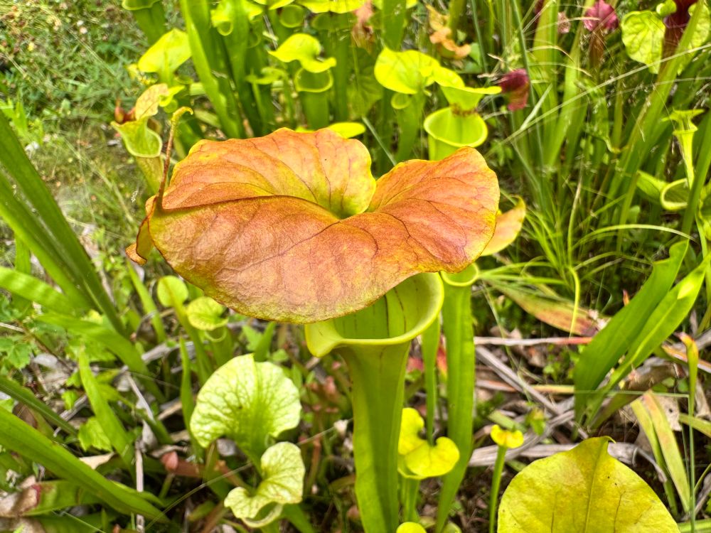 Top of a Sarracenia flava ‘cuprea’ (‘copper-top’) pitcher. The pitcher is mostly green, but with a bronze lid.
