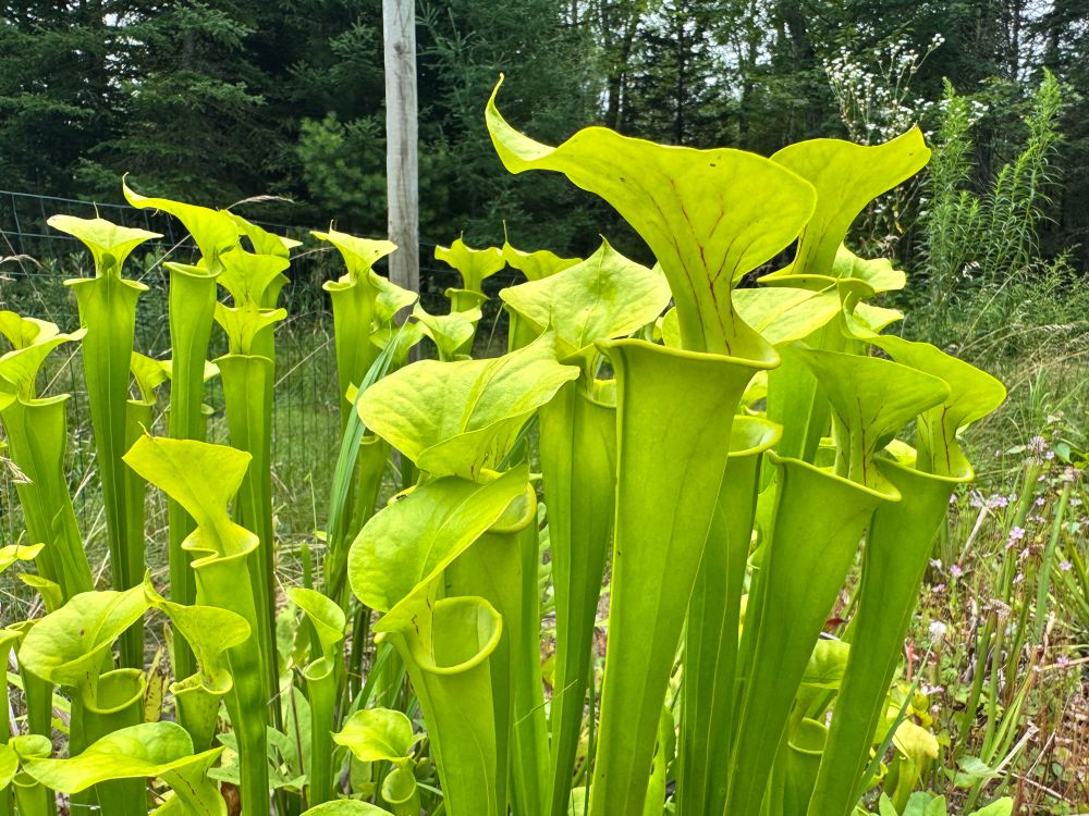 Sarracenia flava pitchers.