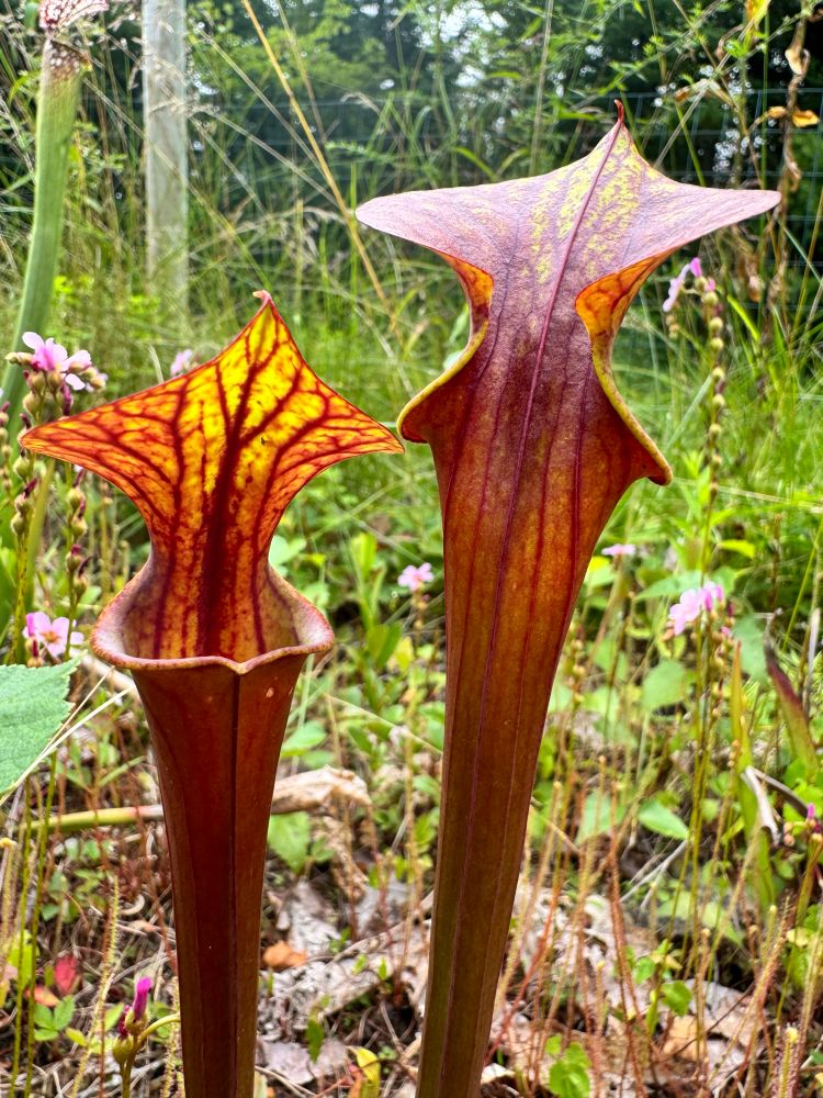 Another Sarracenia hybrid. Deep red (almost brick red) pitchers with strong veining on the lids.