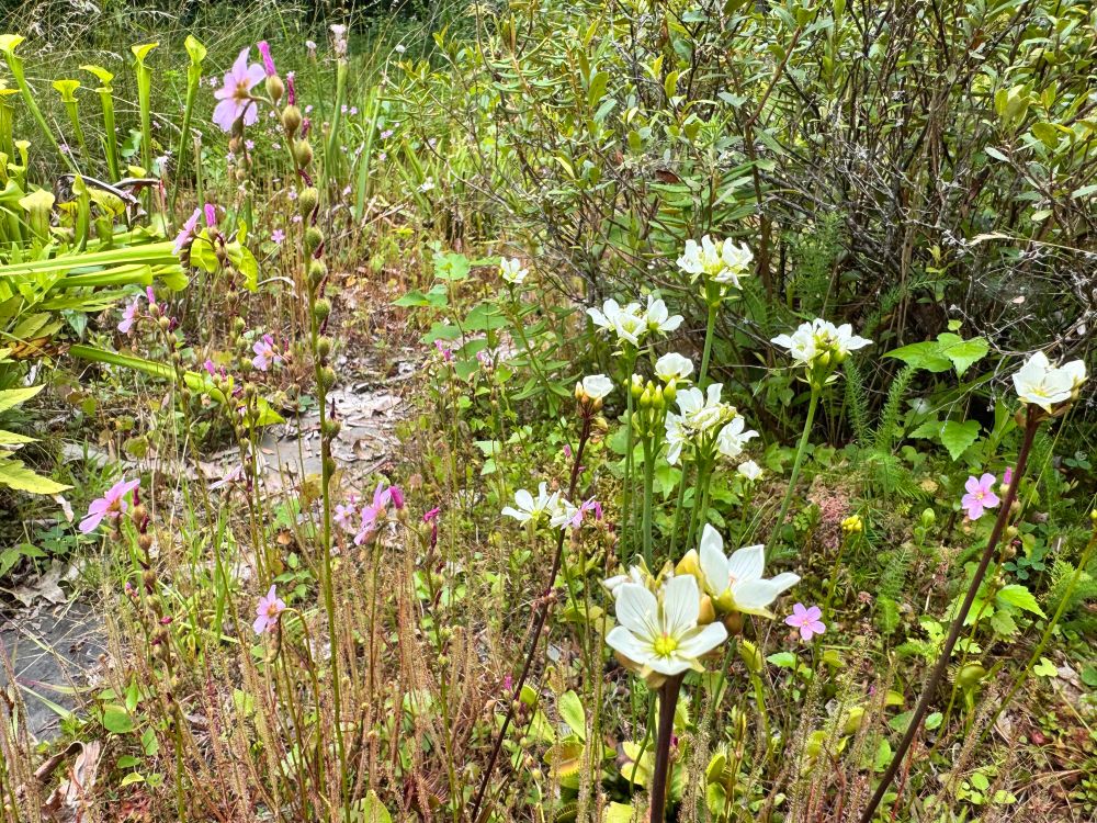 Venus Flytrap flowers (white) interspersed with Drosera filiformis (‘thread-leaved sundew’) flowers (pink). Some of the flytrap leaves are visible in the lower center part of the image.