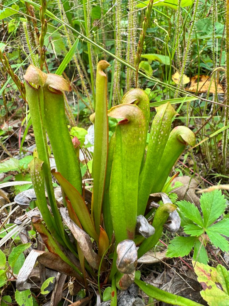 Young Sarracenia minor (‘hooded pitcher plant’).