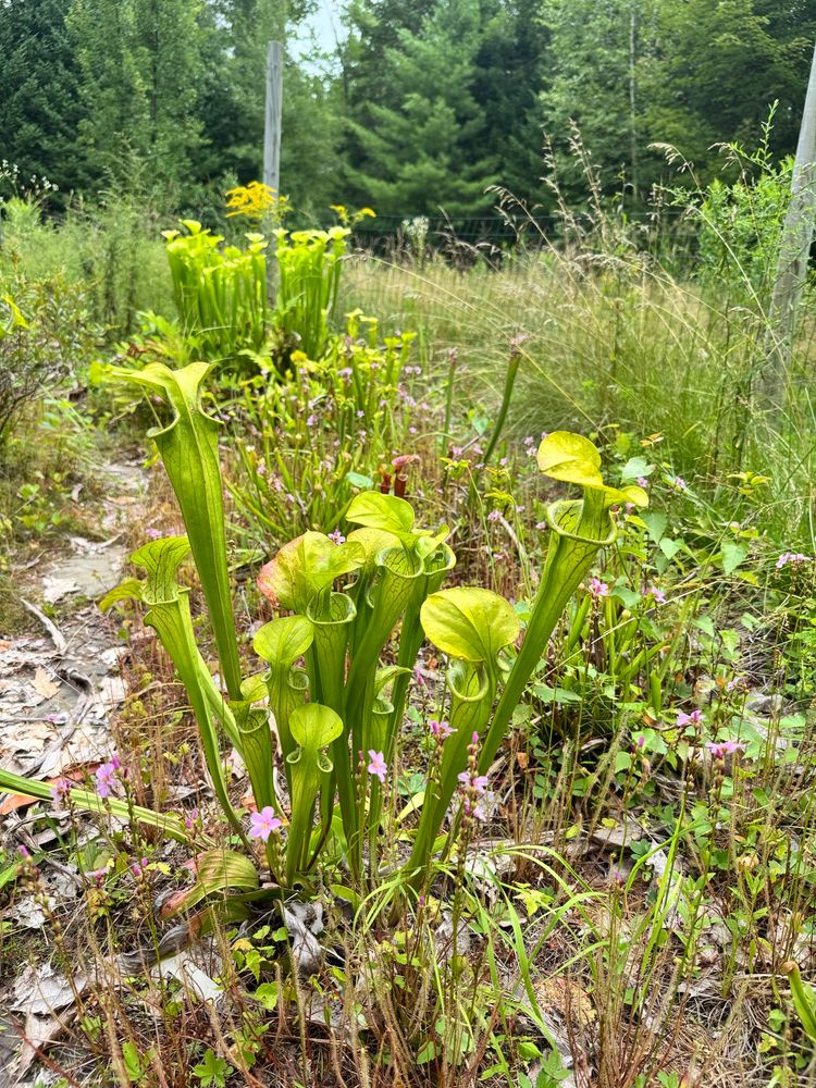Sarracenia oreophila. This plant is critically endangered in the wild. I’m glad it seems to be happy here. (This plant was sourced sustainably from a cultivated population cared for by California Carnivores).