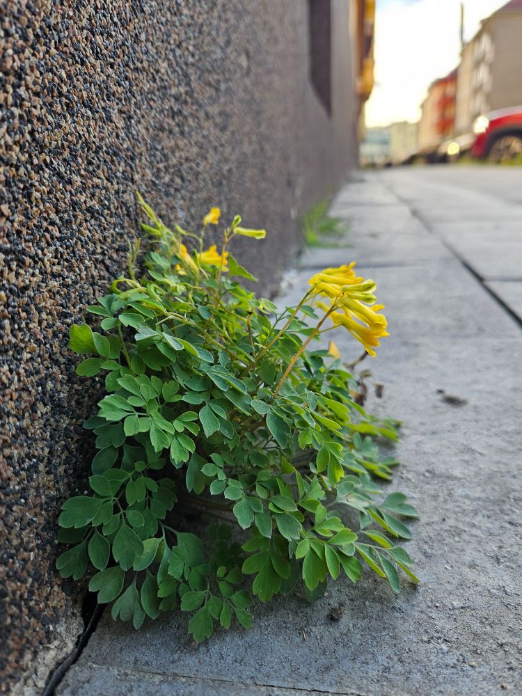 dymnivka žlutá (Pseudofumaria lutea), foto: V. Kafková