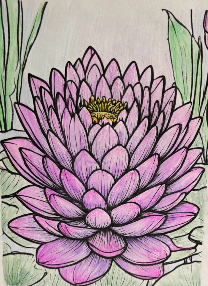 A colouring page of a flower that I used watercolour pencils to create different shades of purplish pink for the flower and shades of green for the leaves. 