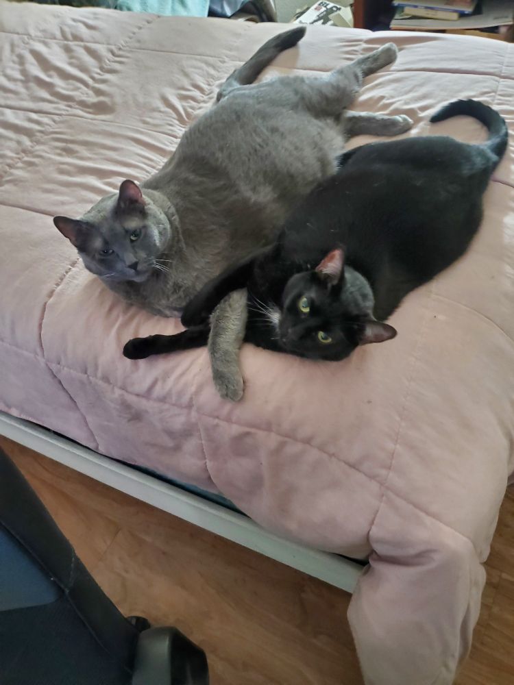 Two cats, one back and one grey, lying on a bed. Their front paws are overlapping as though they are holding hands