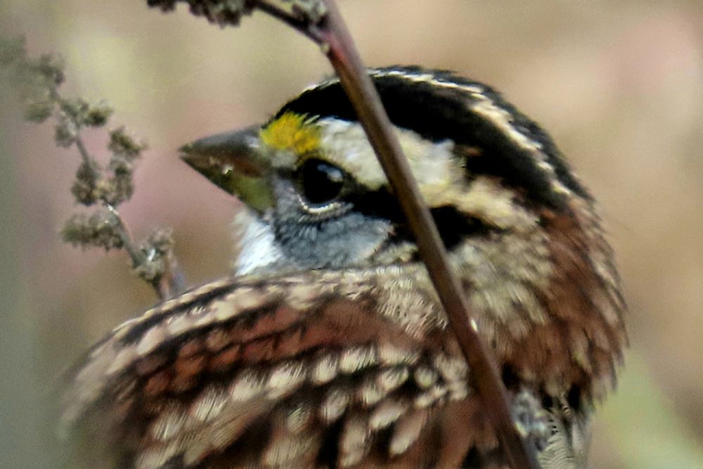 A White Throated Sparrow close up of turned head with spent ragweed 
