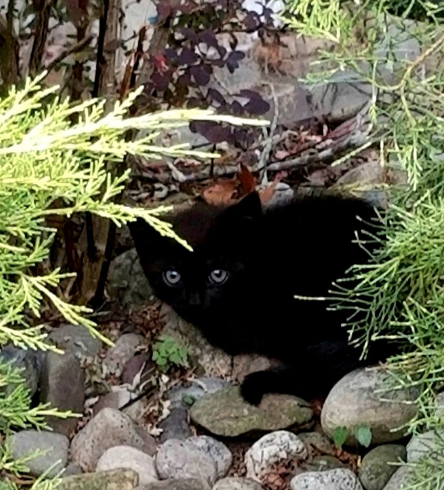 A black kitten hiding under a shrub