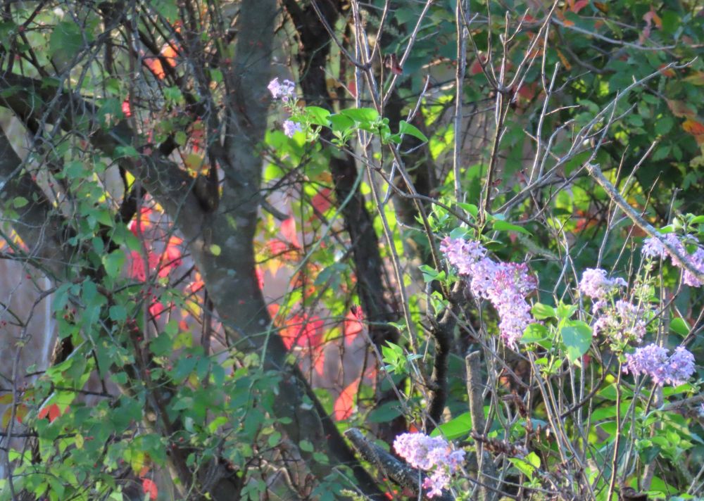 leaves changing colors with lilacs flowering foreground
