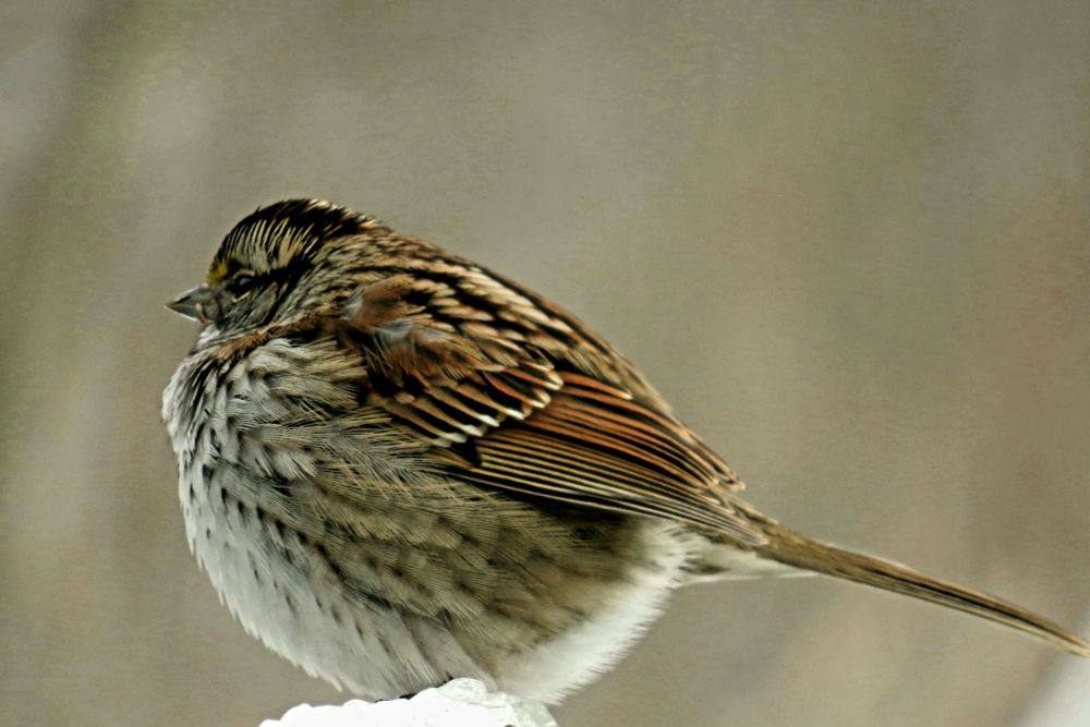 A White Throated Sparrow resting on snow covered fence. It is facing left and had an extra round fluffy puffy body. 