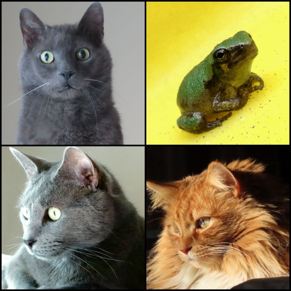 Two grey male cats, a ginger male cat head shots and a tree frog on a yellow plastic container