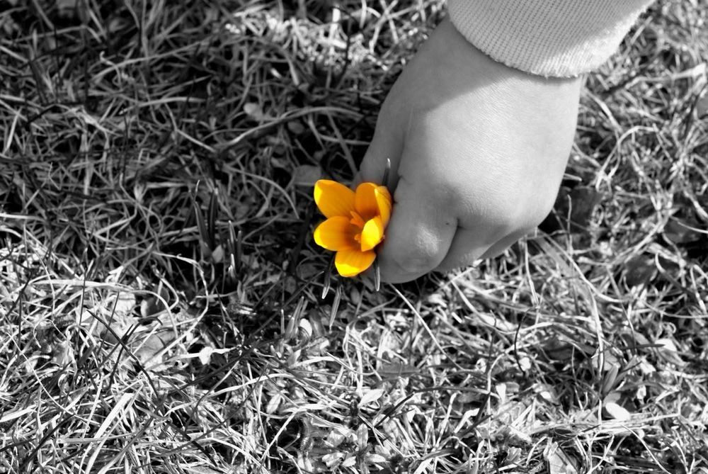 Spring Crocus blooming