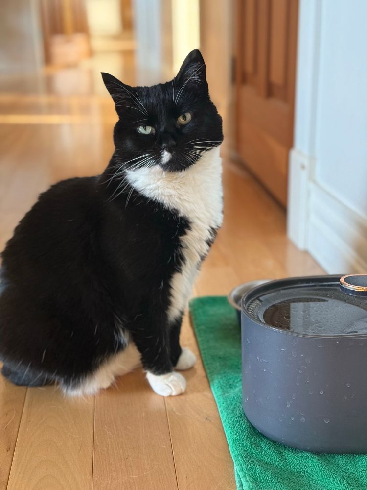 Tuxedo cat sitting by water fountain 