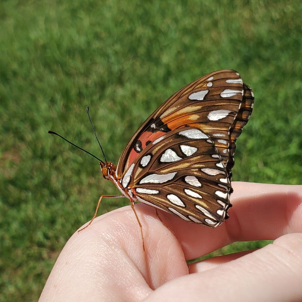 a gulf fritillary sitting on a hand
