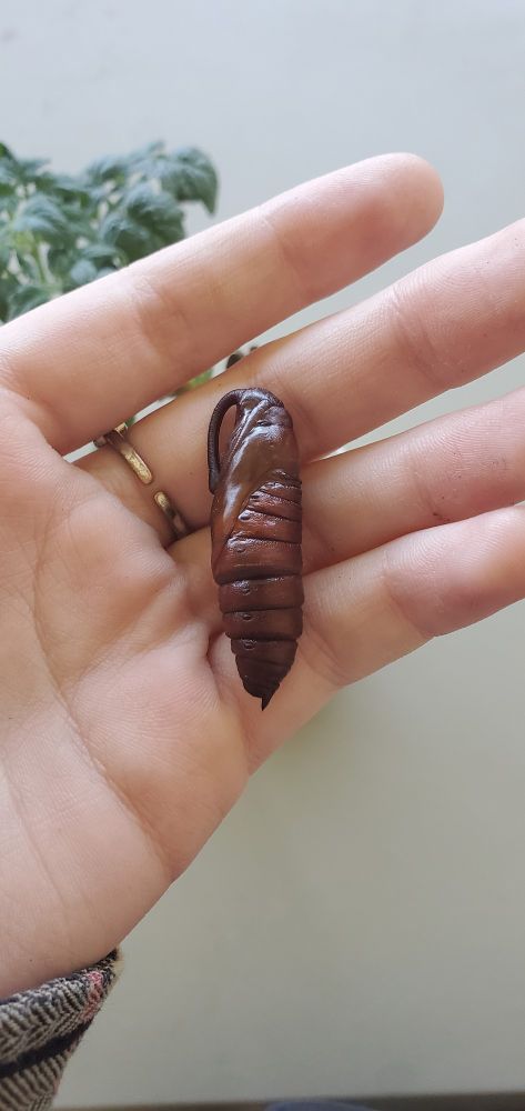 a hawk moth's cocoon